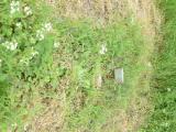 image of grave number 719685